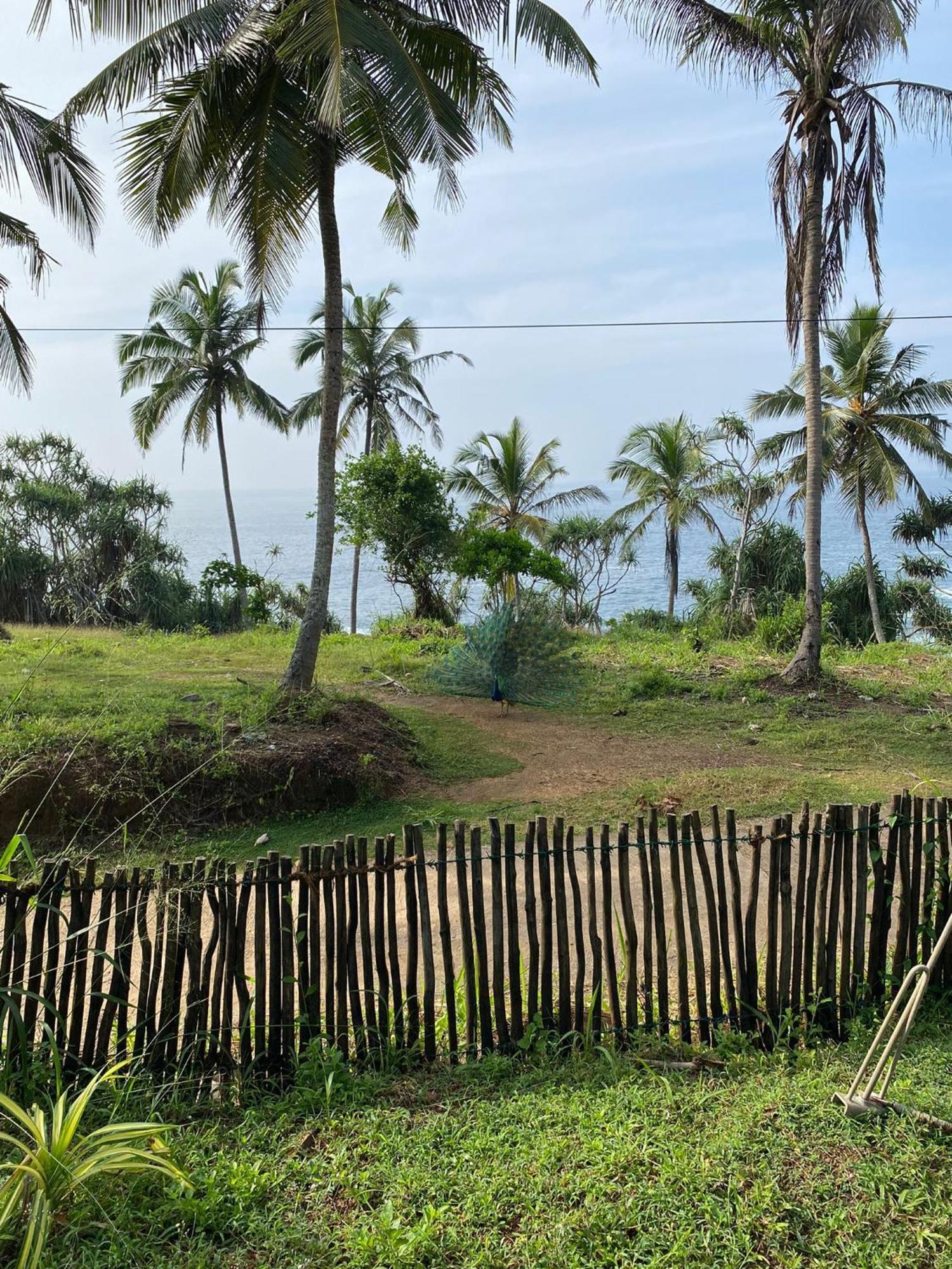 Tehan Homestay Dikwella Oda fotoğraf